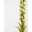 Fabric Yucca Arrangement