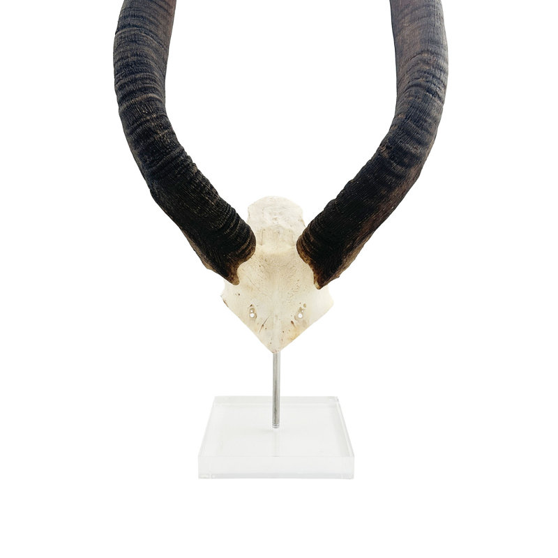 African Nyala V-Skull on Lucite Stand