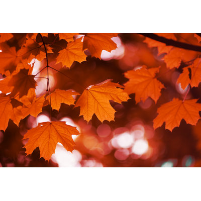 Maple Leaf Autumn - Wrapped Canvas Print