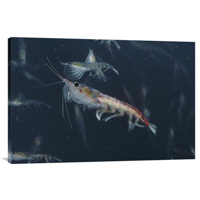 " Antarctic Krill, Antarctica " Print