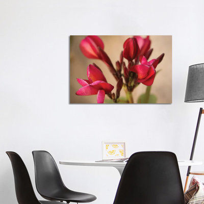 Guadalupe Fernandez Plumeria, Multi-Colored Flower From Yucatan by Aged Pixel - Wrapped Canvas Gallery-Wrapped Canvas Giclée