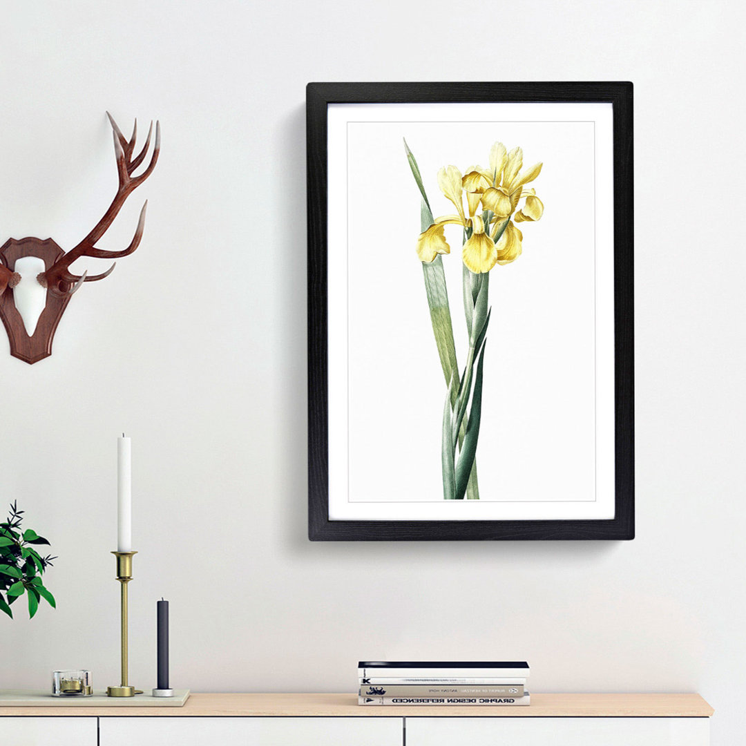 Monnieri Iris Flower by Pierre-Joseph Redoute - Picture Frame Art Print