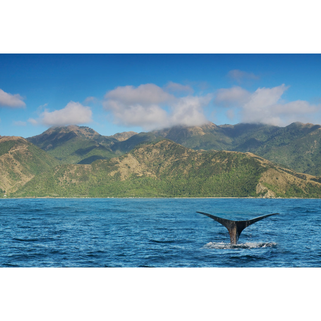 Whale Watching von Kokkai Ng - Kunstdrucke auf Leinwand