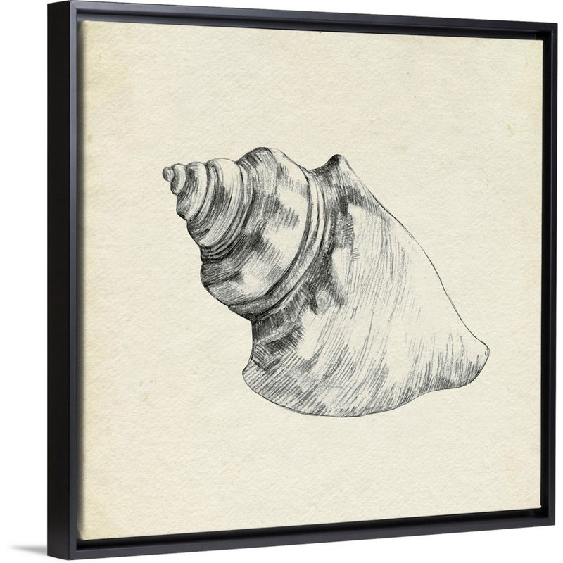 Croquis de coquillage IV par Emma Caroline - reproduction d'art, H 18 po x l 18 po x P 1,75 po, Toile avec cadre noir