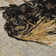 Machine Washable Indoor/Outdoor Boruta ACN2245 Animal Rug