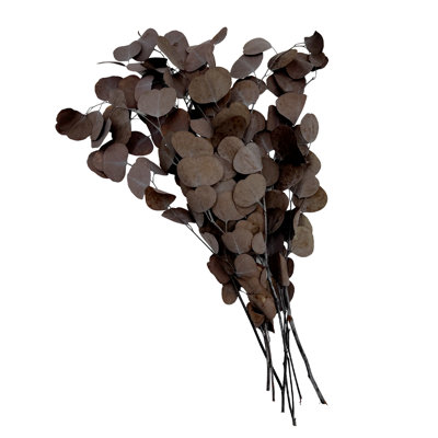 Dried Preserved Eucalyptus Stems
