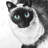 eyes siamese cat - 32"x32" art on canvas