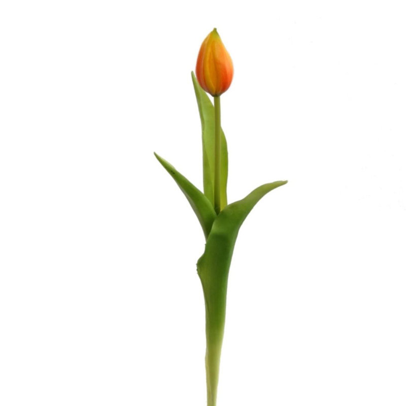 Jets de tulipes Schulz