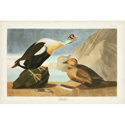 Pl 276 King Duck
