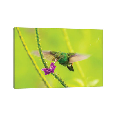 Costa Rica, Arenal by Jaynes Gallery - Wrapped Canvas Gallery-Wrapped Canvas Giclée