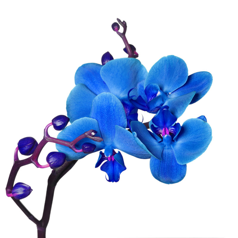 " Blue Orchid " by Smaglov, 12" H x 12" W x 1.25" D