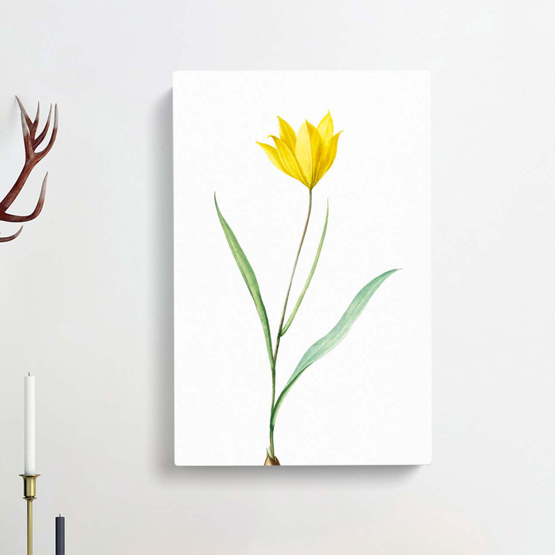 Yellow Tulip Flower by Pierre-Joseph Redoute - Wrapped Canvas