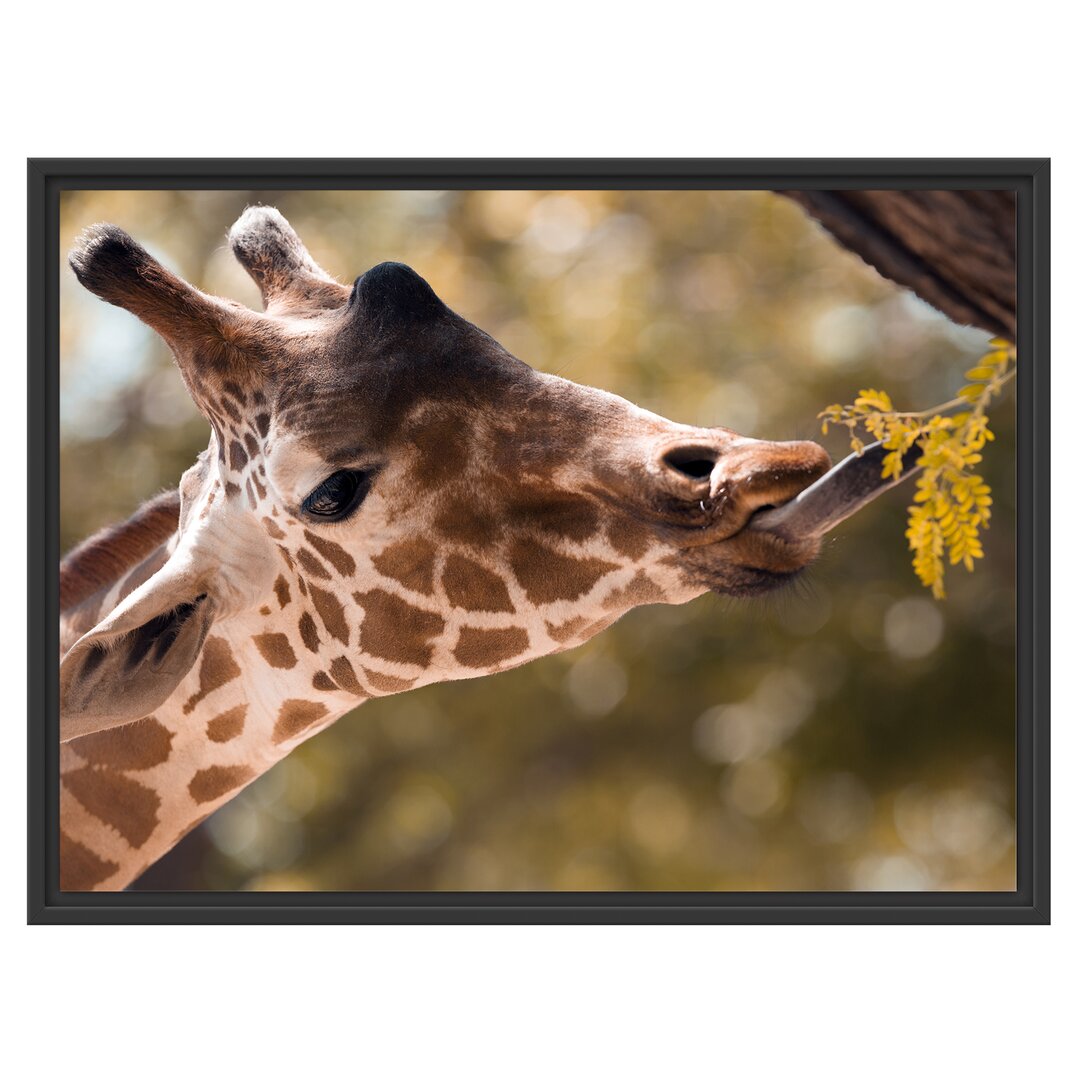 Gerahmtes Wandbild Giraffe Gesicht