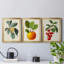 "Antique Foliage & Fruit VI", ensemble de 3 impressions sur toile encadrées-2090051244-2090051235
