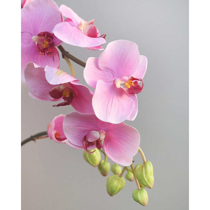 Pink Flowering Phalaenopsis Orchid 34", Pink, 43" H x 4" W