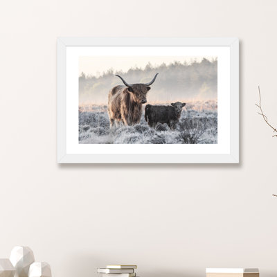«Highlander and Calf», photographie