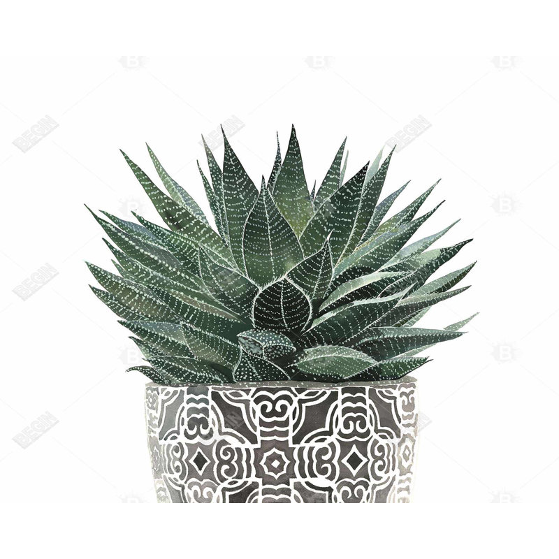 Zebra Plant Succulent Print On Canvas