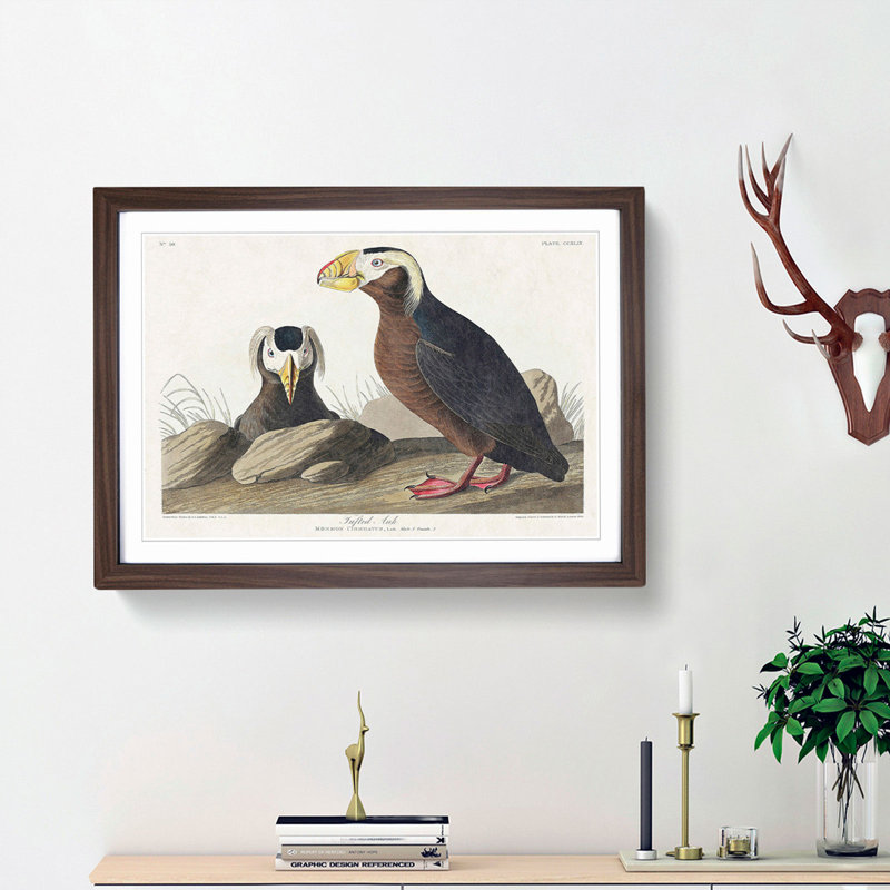Tufted Puffin Bird by John James Audubon - Framed Print, 36cm H x 48cm W x 2cm D, Walnut Framed