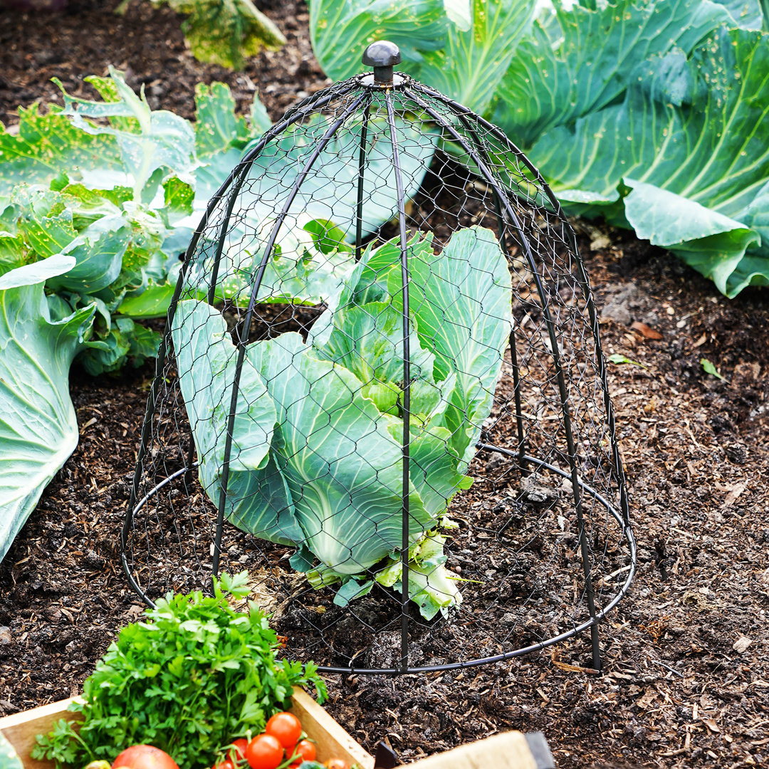 Netted Plant Protector
