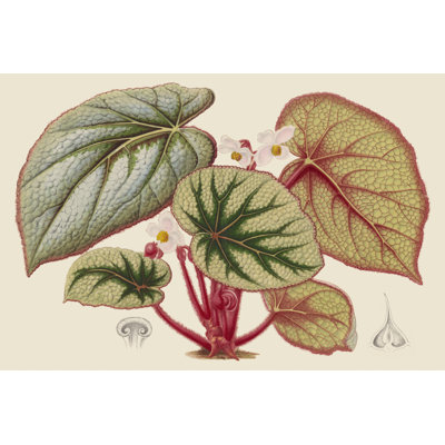 " Begonia Varieties IV " by Stroobant Painting Print