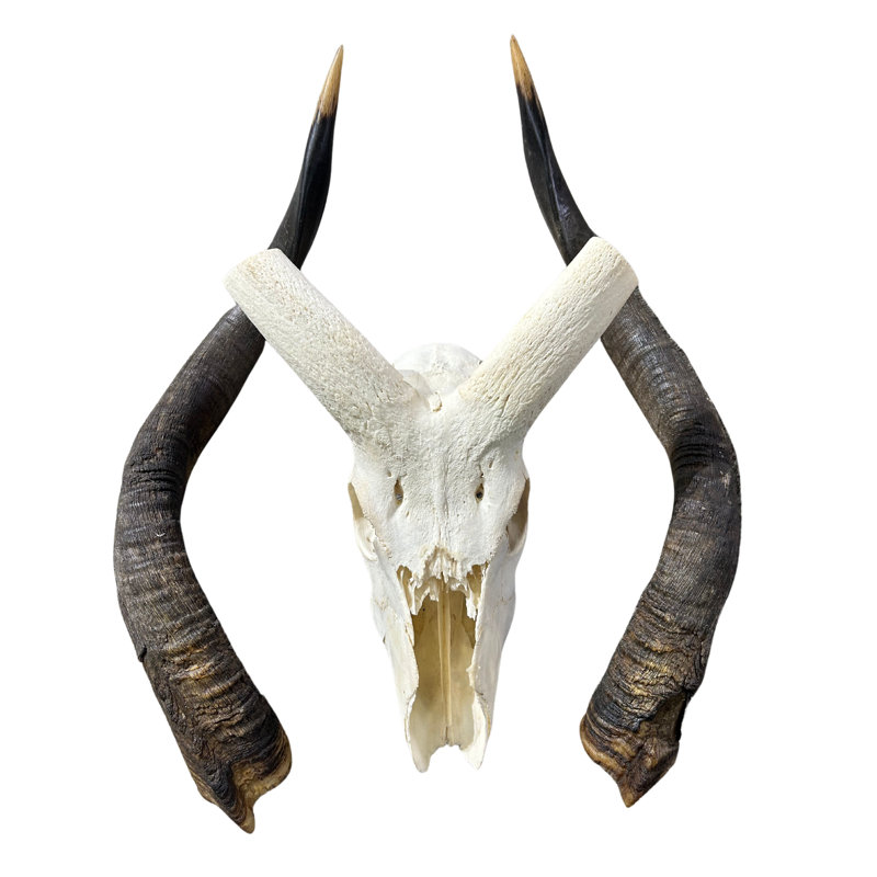 Tiream Real Nyala Antelope Skull