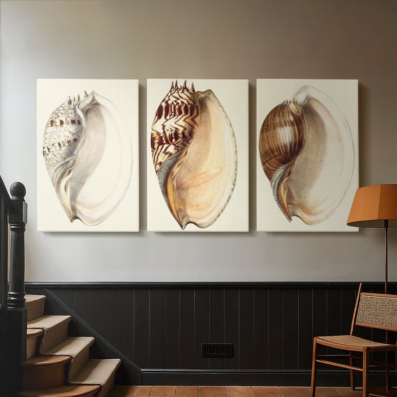 Splendid Shells I - Toile tendue sur mesure avec châssis - 3 pièces, H 36 po x l 72 po