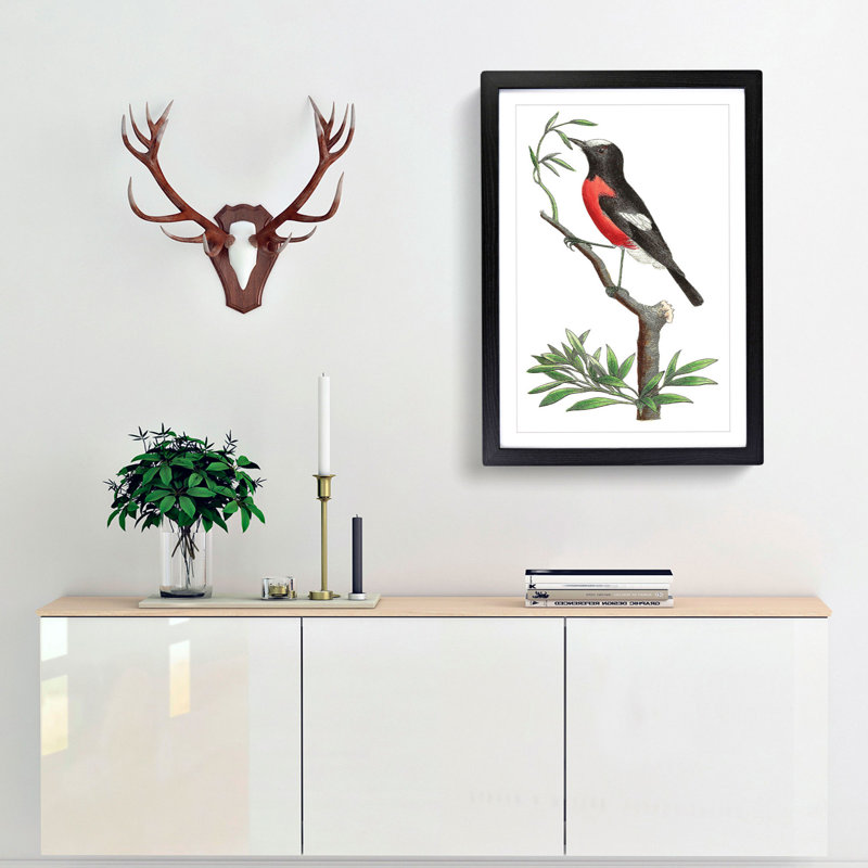 Red-Bellied Flycatcher Bird by George Shaw - Framed Print, Black Framed, 48cm H x 36cm W x 2cm D