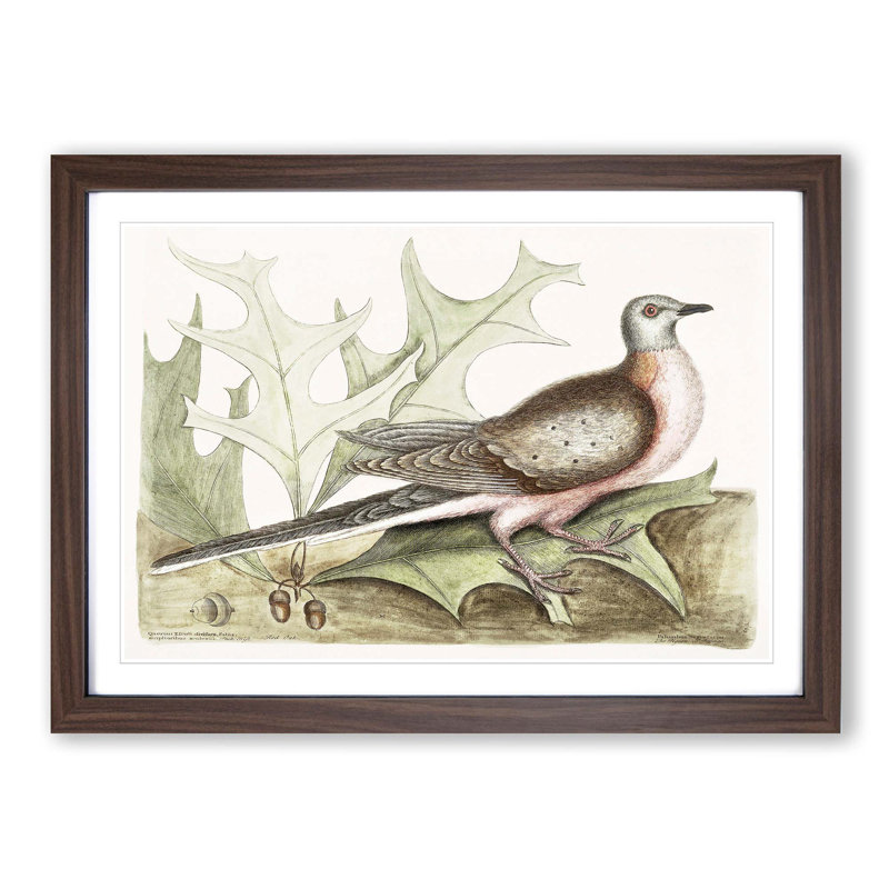 Pigeon of Passage by Mark Catesby - Picture Frame Painting Print, Walnut Framed, 48cm H x 65cm W x 2cm D