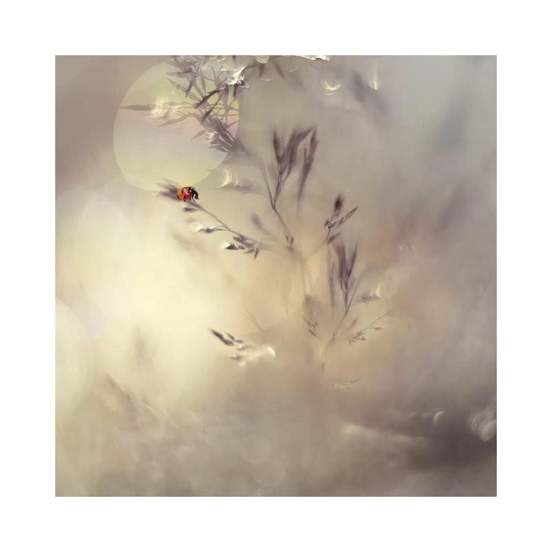 Little Lady by Heidi Westum - Wrapped Canvas Print, 30.48cm H x 30.48cm W x 1.91cm D