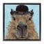 Gros plan Capybara avec cadre flottant chapeau, design par Studio Bautista-49460938-49460933