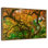 Mossy Maple Tree