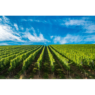" Vineyards Along The River "