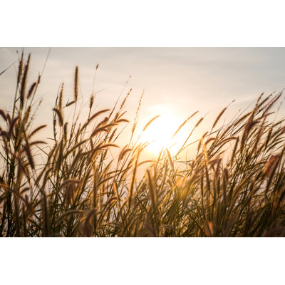 " White Flower Grass Field "