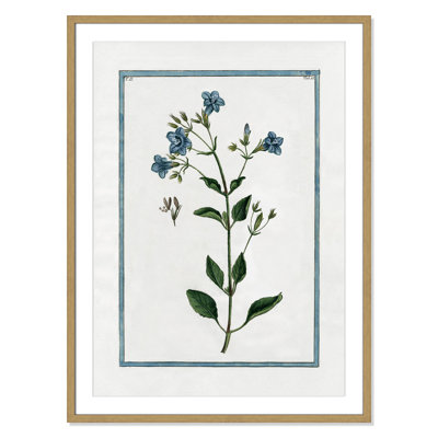 Colombe "Shabby Elegance Botanical II" Print
