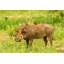 Jaynes Gallery, Afrique, Tanzanie, parc national de Tarangire, phacochère, Oxpecker