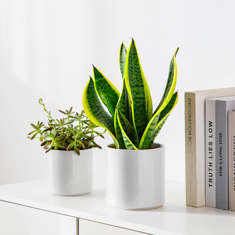 ZTHPOT Ceramic Pot Planter, 15.9cm H x 15.9cm W x 15.9cm D