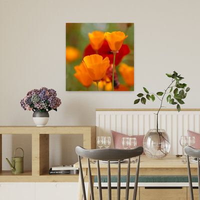 California Golden Poppies Eschscholzia Californica And Corn Poppies Papaver Rhoeas In A Field Fidalgo Island Washington State Usa Vibrant Contempor...