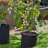 Pot Planter-98415861-98415860