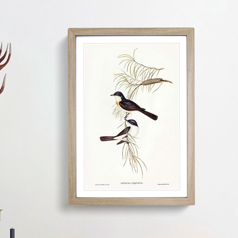 Restless Flycatcher Birds by Elizabeth Gould - Picture Frame Painting Print, 36cm H x 27cm W x 2cm D, Oak Framed
