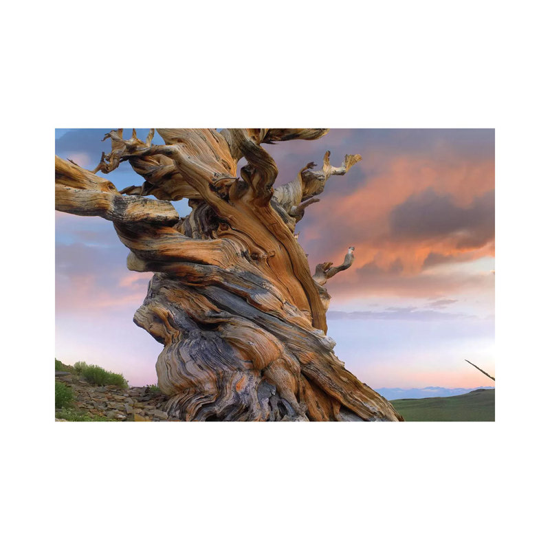 Foxtail Pine Tree, Twisted Trunk Of An Ancient Tree, Sierra Nevada, California III by Tim Fitzharris - Wrapped Canvas Gallery-Wrapped Canvas Giclée