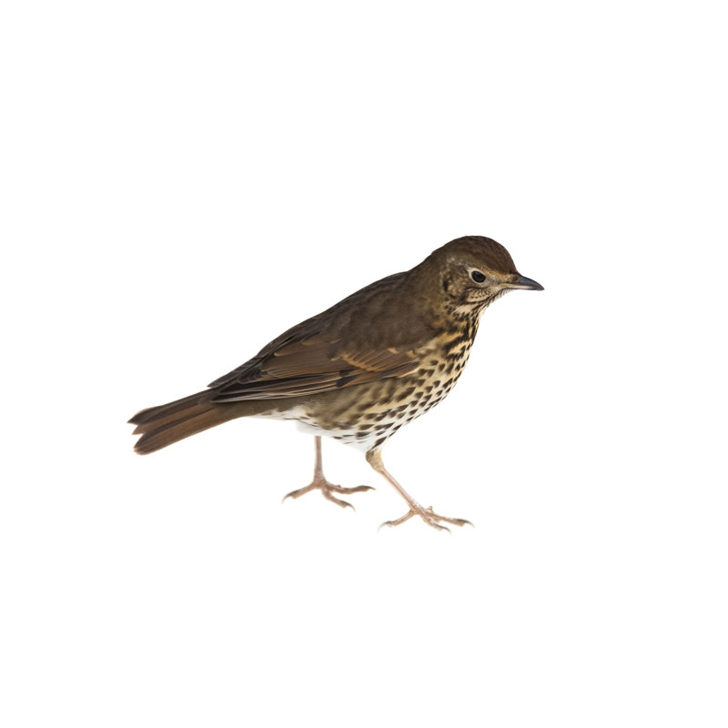 Song Thrush by Andrew_Howe, 20'' H x 30'' W