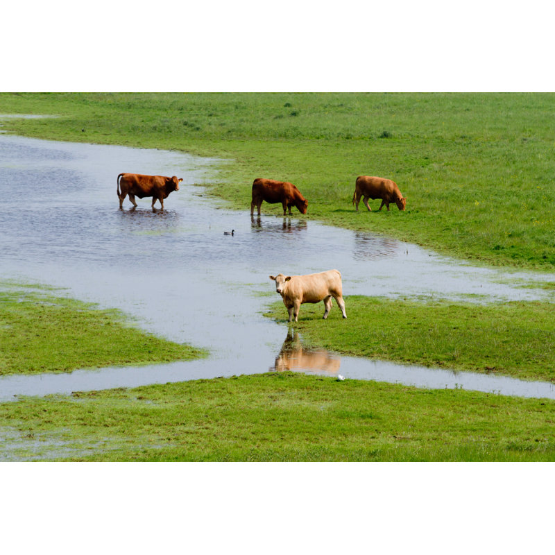 Cows by Ellenamani - Wrapped Canvas Print, 61cm H x 91cm W