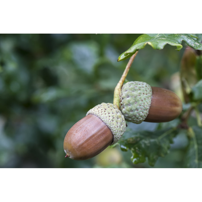 Acorns by Tigermad, 12" H x 18" W