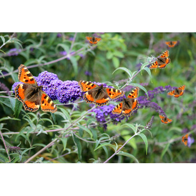 Butterflies on Purple Buddleia Flowers by Mtreasure