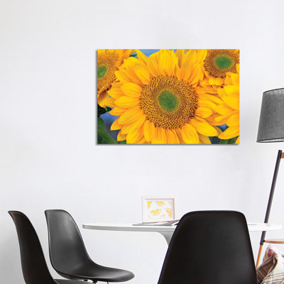 Common Sunflower Group Showing Symmetrical Seed Heads, North America III by Tim Fitzharris - Wrapped Canvas Print