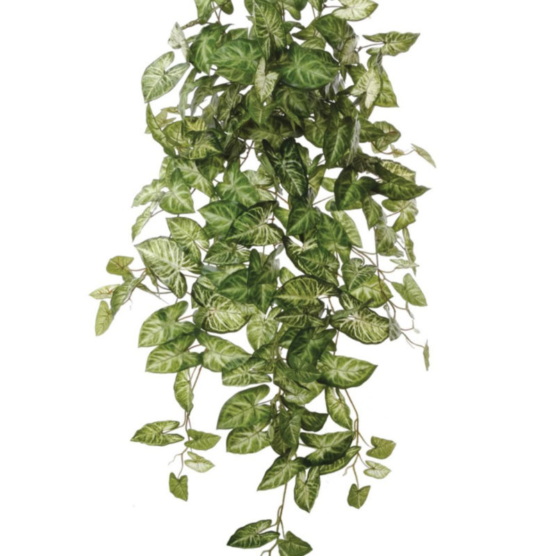 Ensemble de 6 plantes Rudd