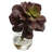 6 " H Faux Succulent Plant and Succulent in Glass Decorative Vase