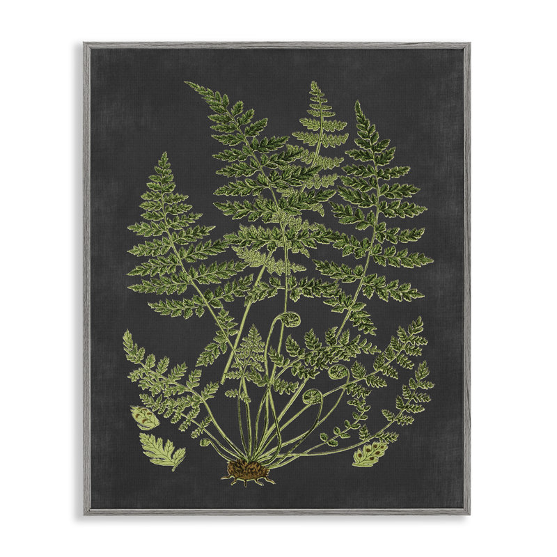 «Botanical Dessin Green Black Design», impression, H 20 po x l 16 po, Estampe numérique Farmhouse