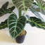 152.4cm Faux Plant in Pot Liner