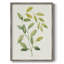 «Wilted Vine I», reproduction encadrée - bois massif-60291162
